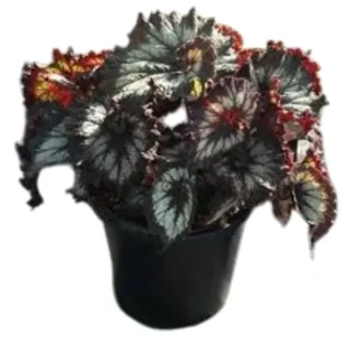 Begonia Jurassic Silver Swirl