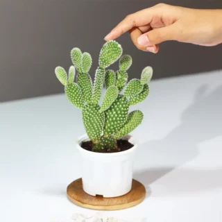 Cacti Opuntia Mickey Mouse