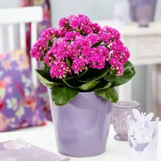 Kalanchoe Purple