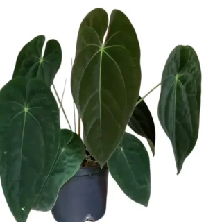 Anthurium Sp.Gunayala