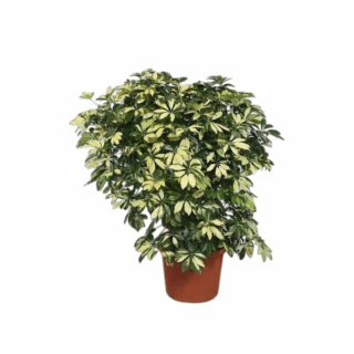 Schefflera Miniature Variegated