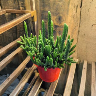 Opuntia Tuna Monstruosa Cactus