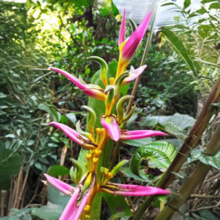 Heliconia Aemygdiana