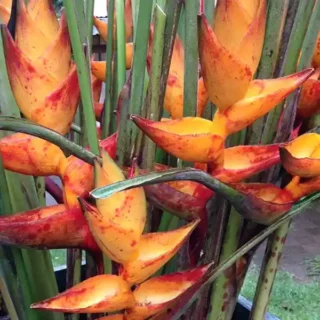 Heliconia Splash (Heliconia champneiana)