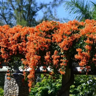Flaming Trumpet Vine Orange