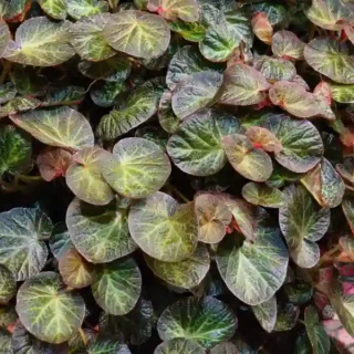 Begonia Manaus Plant