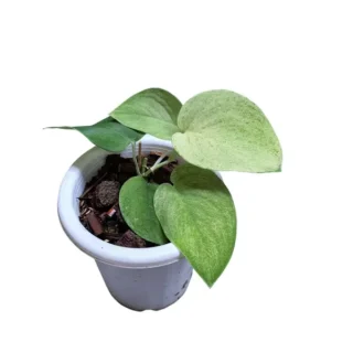 Scindapsus Jade Satin Mint variegated