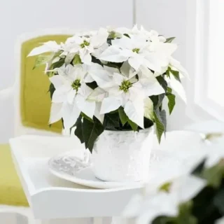 Poinsettia White