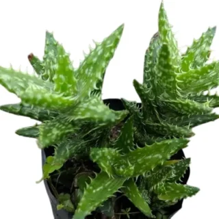 Aloe Juvenna “Tiger Tooth Aloe”