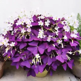 Oxalis Triangularis, Butterfly Plant Purple