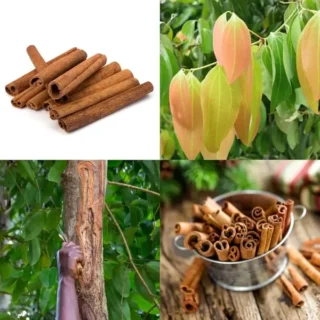 Cinnamon Tree