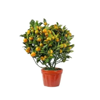 Bushy Orange Plant
