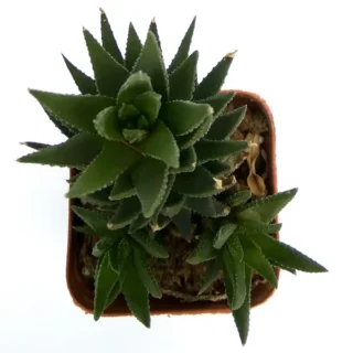 Haworthia Reinwardtii Zebra Wart Plants