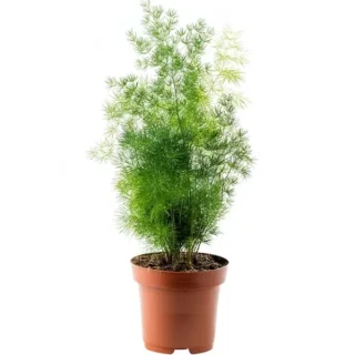 Asparagus 'Ming' Fern