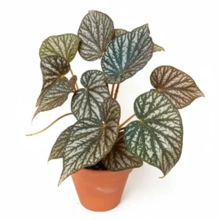 Begonia U501