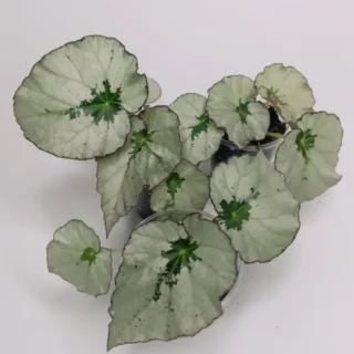Begonia U489
