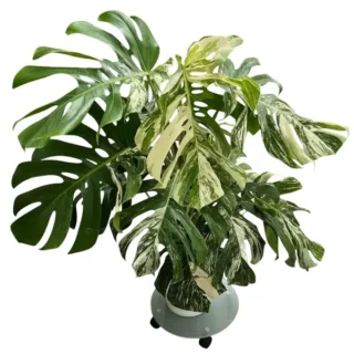 Monstera Thai Constellation – Mature Plant