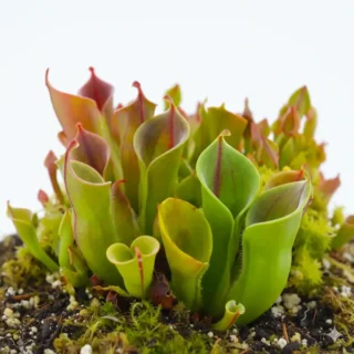 Heliamphora minor