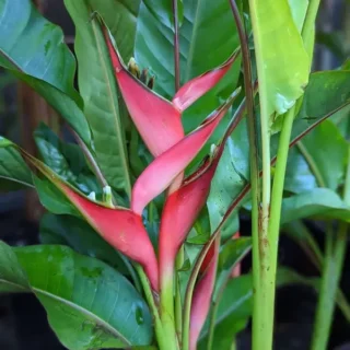 Heliconia Jamaica Dwarf