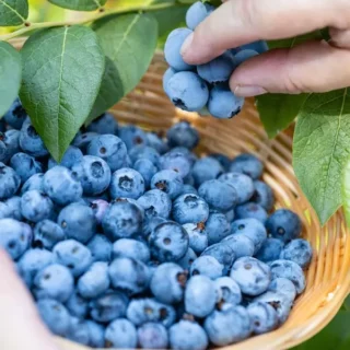 Blueberry Care Guide for Colder Climates 
