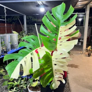 Monstera Albo Half Moon