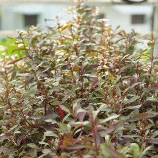 Ponnanganni Cheera / Spinach (Alternanthera sessilis)