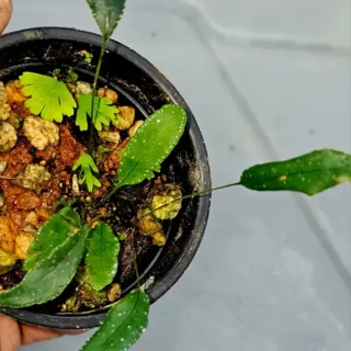 Selaginella ‘Pearl’