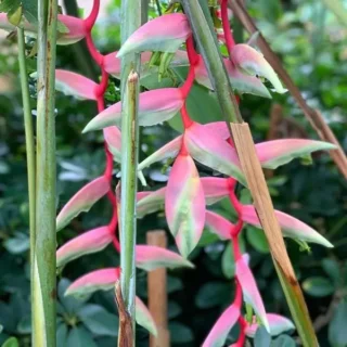 Heliconia Sexy Pink