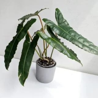 Philodendron Black Billietiae