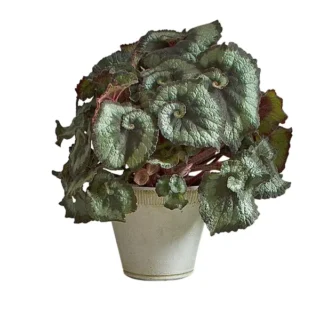 Begonia Escargot
