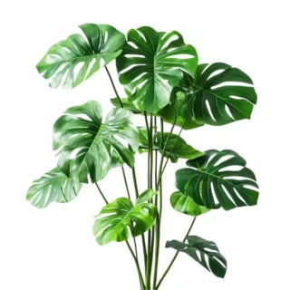 Monstera