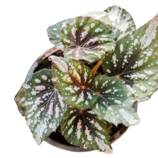 Begonia Mini Merry