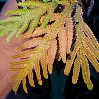 Siamensis Orange Fern