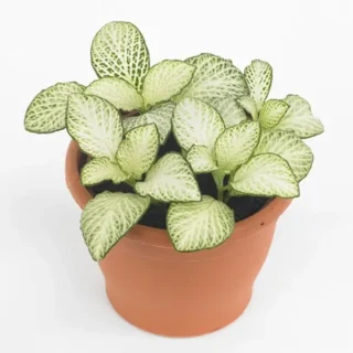 Fittonia 'Anne White'