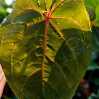 Anthurium Darkest Panama ×Hoffmani Red