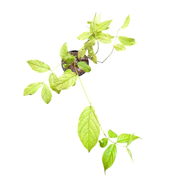 Golden Rangoon creeper