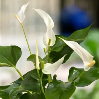 Anthurium 'Banderola Cava White'