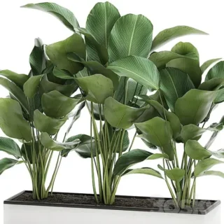 Calathea Lutea
