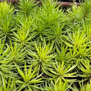 Senecio barbertonicus (Bush Senecio)