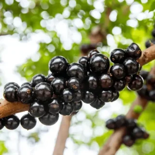 Jabuticaba