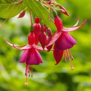Fuchsia