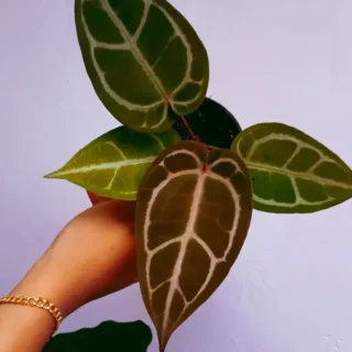 Anthurium Red Crystallinum