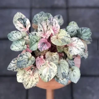 Peperomia Pink Lady