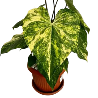 Anthurium Sweet Love Variegated