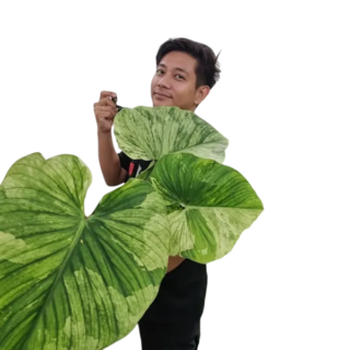 Philodendron Plowmanii Variegated