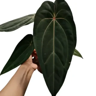Anthurium AOS x Red Spider