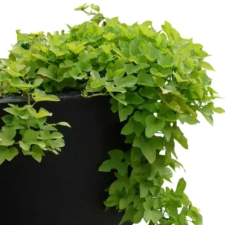 Neon Sweet Potato Vine