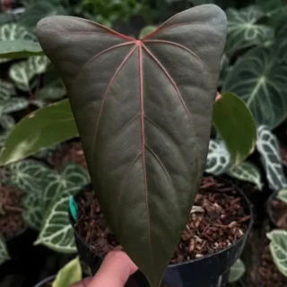 Portille Red×Black Sweet