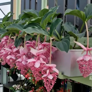Medinilla Magnifica