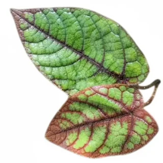 Pterisanthes Sp Green